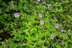 Geranium wallichianum